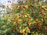 Mountain Ash(Rowan)